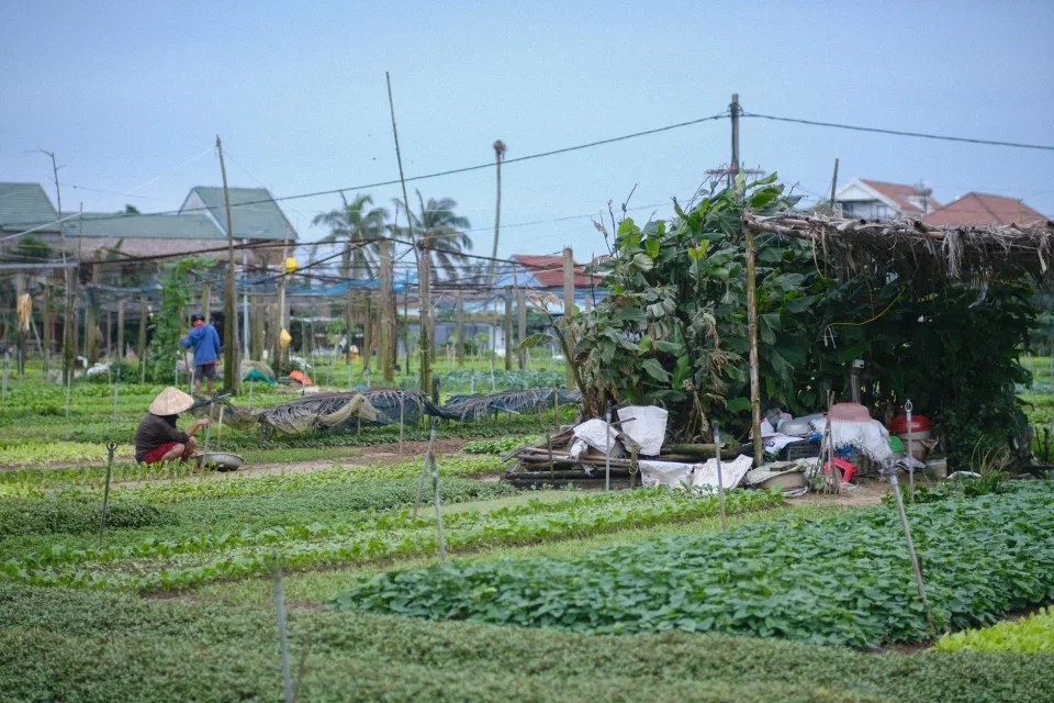 Chuồng trại, khu chăn nuôi