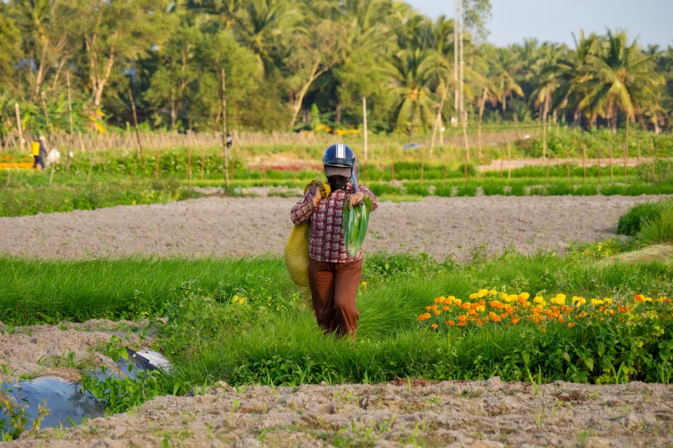 Vườn rau ăn lá, trồng theo luống