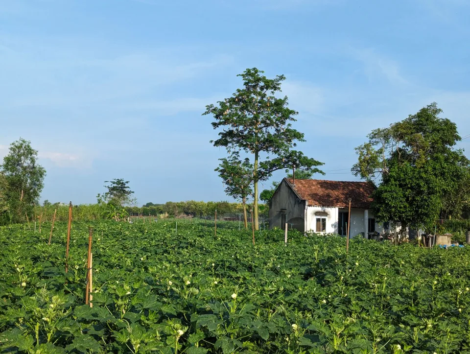 Cổng vườn và lối vào